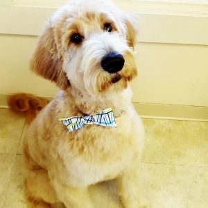 Photo of Encie the goldendoodle wearing a bowtie